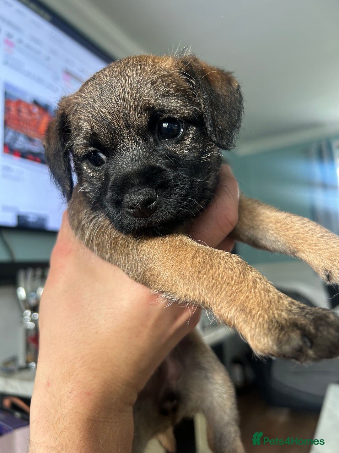 Border Terrier dogs for sale: Border Terrier pups Female - Image 4