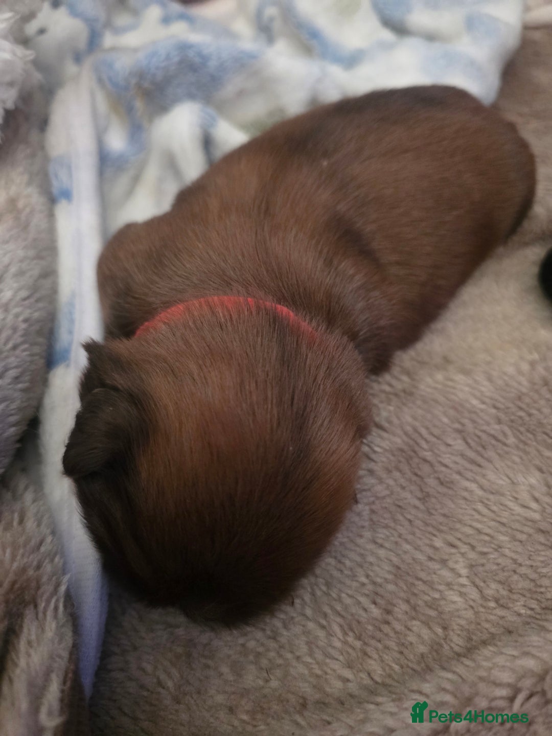 Shih Tzu dogs for sale: Shizu Tzu puppies - Advert 15