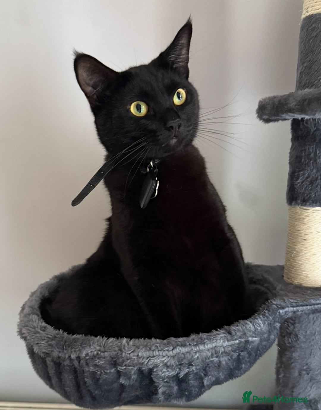 Mixed Breed cats for sale: 2 cats looking for a loving home  - Advert 5