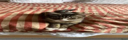 Mixed Breed cats for sale: Female Kitten - 13 weeks old in Leeds - Advert 2