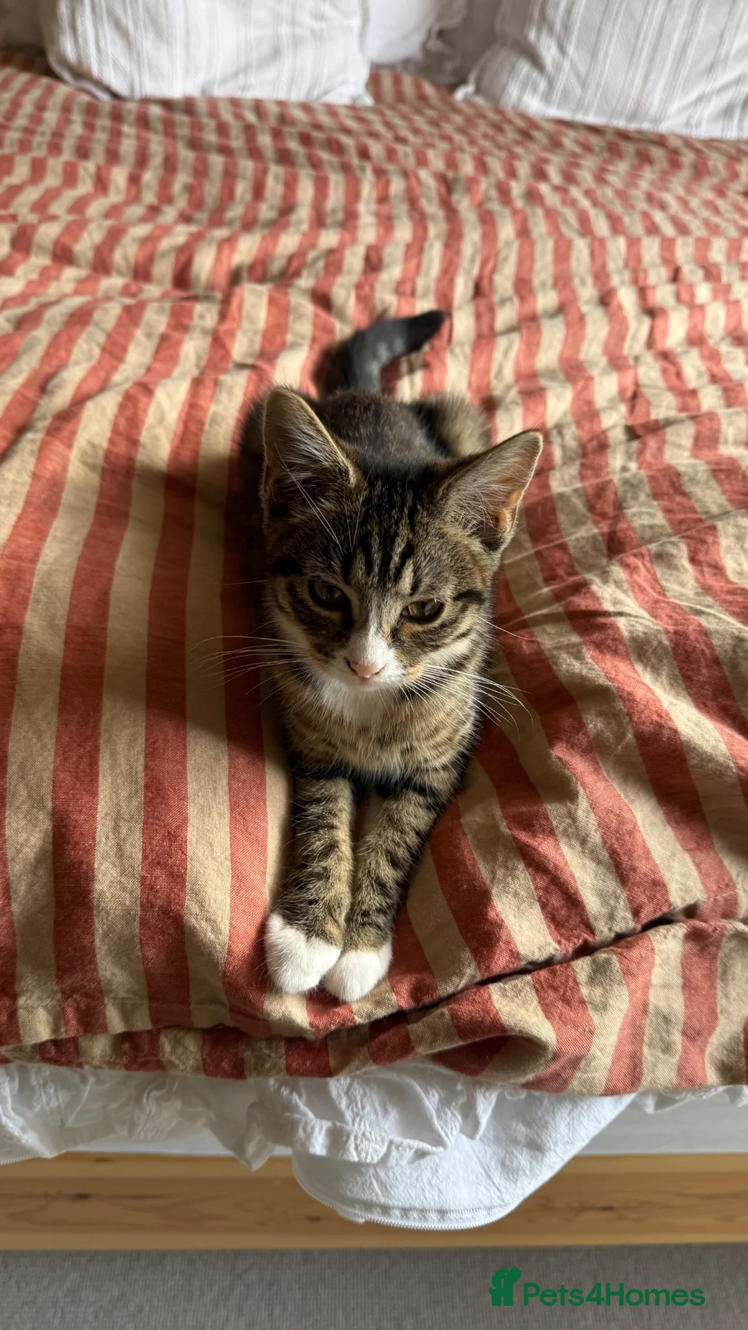 Mixed Breed cats for sale: Female Kitten - 13 weeks old in Leeds - Advert 2
