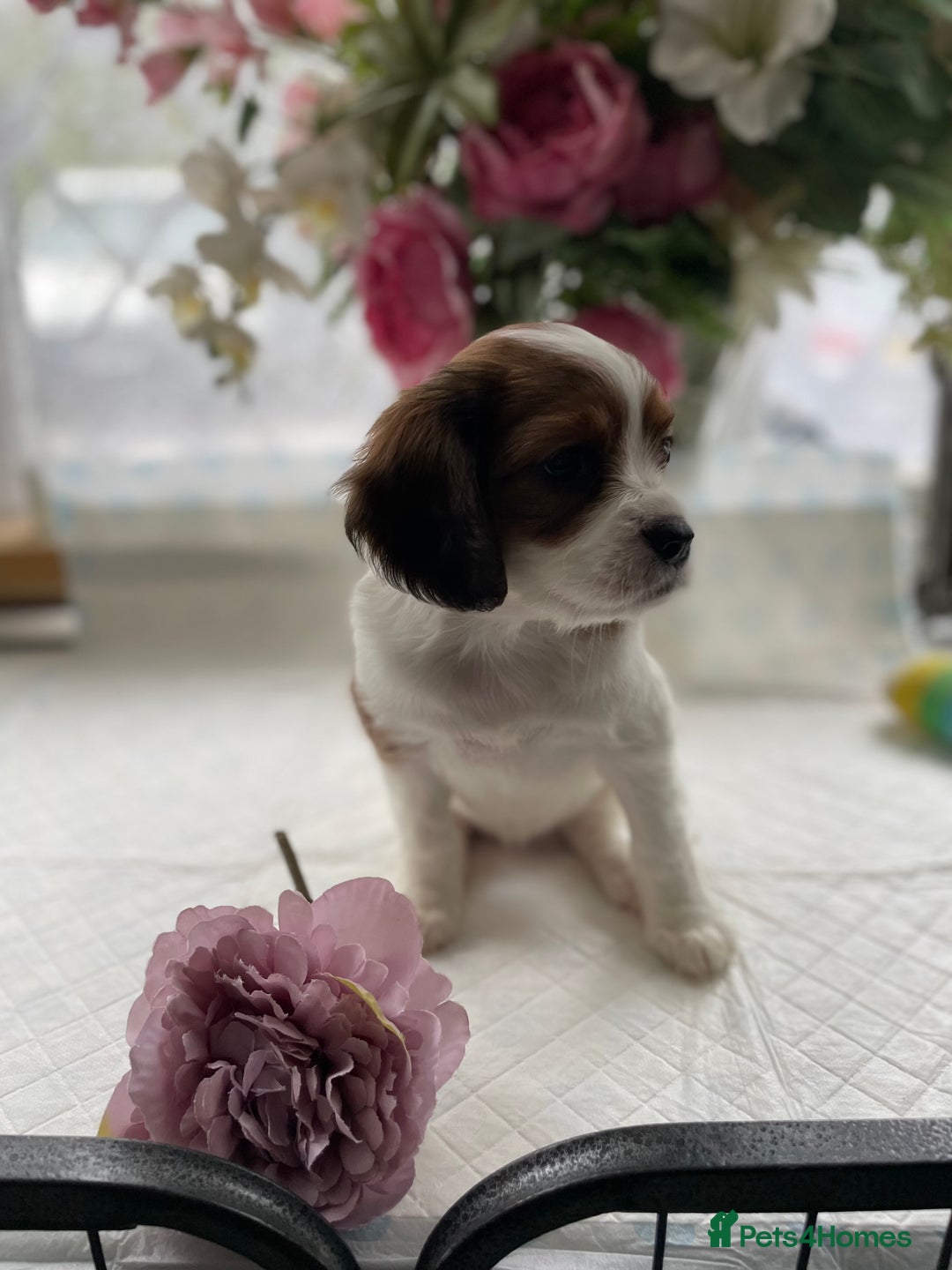 Cavapoo dogs for sale: Beautiful Cavapoo puppies - Image 6