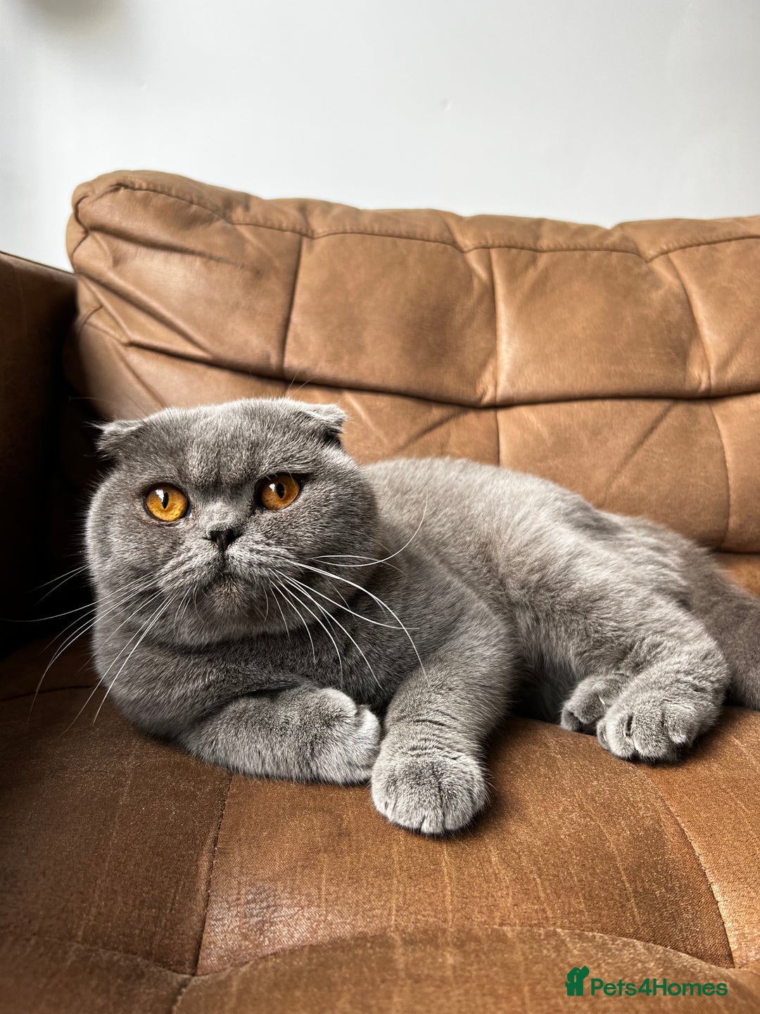 Scottish Fold cats for sale: Beautiful Scottish Fold - Blue Boy  - Image 4