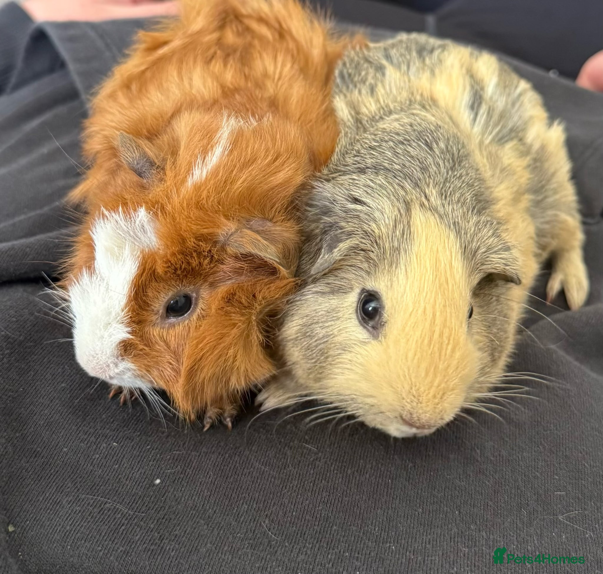 Guinea Pig rodents 2 male guinea pigs  - Advert 1