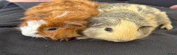 Guinea Pig rodents for sale: 2 male guinea pigs  - Advert 1