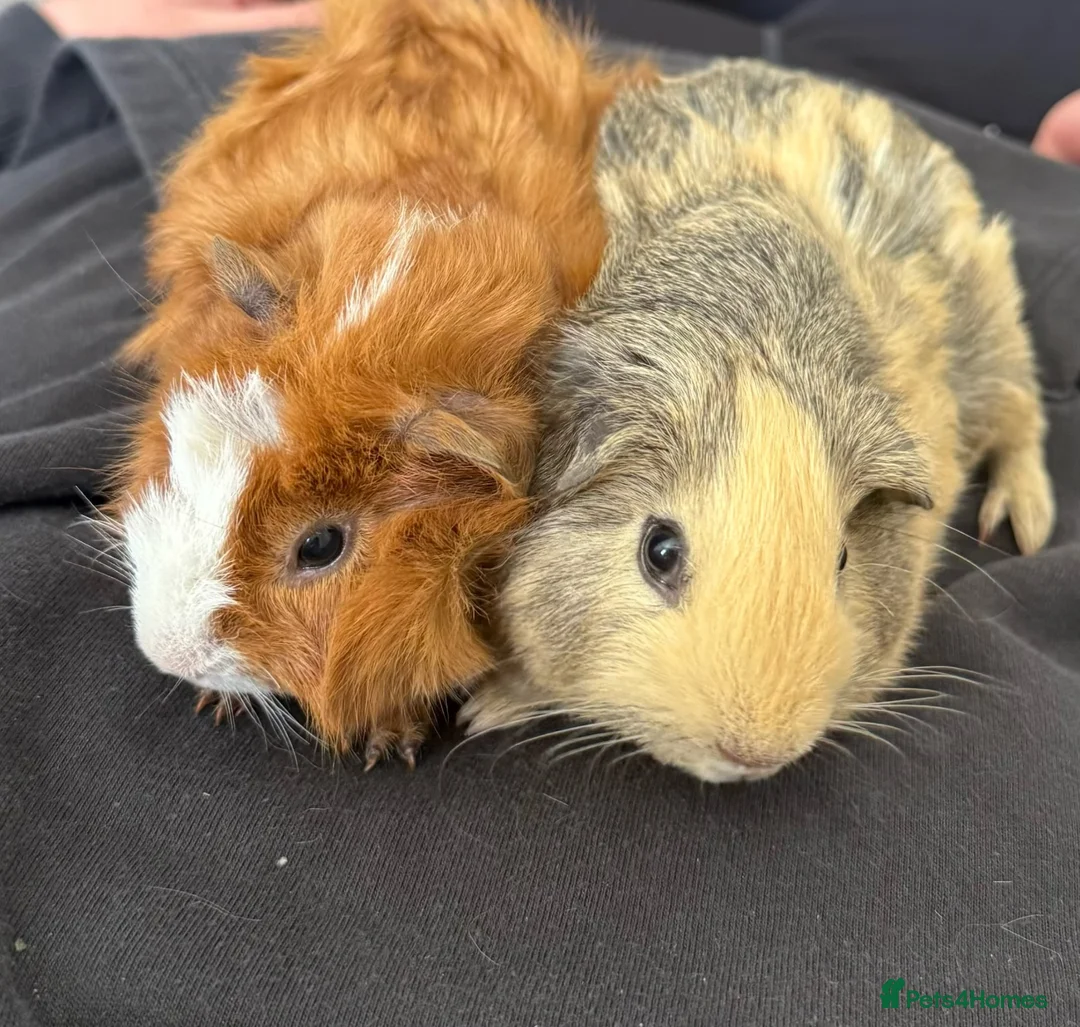 Guinea Pig rodents for sale: 2 male guinea pigs  - Advert 1