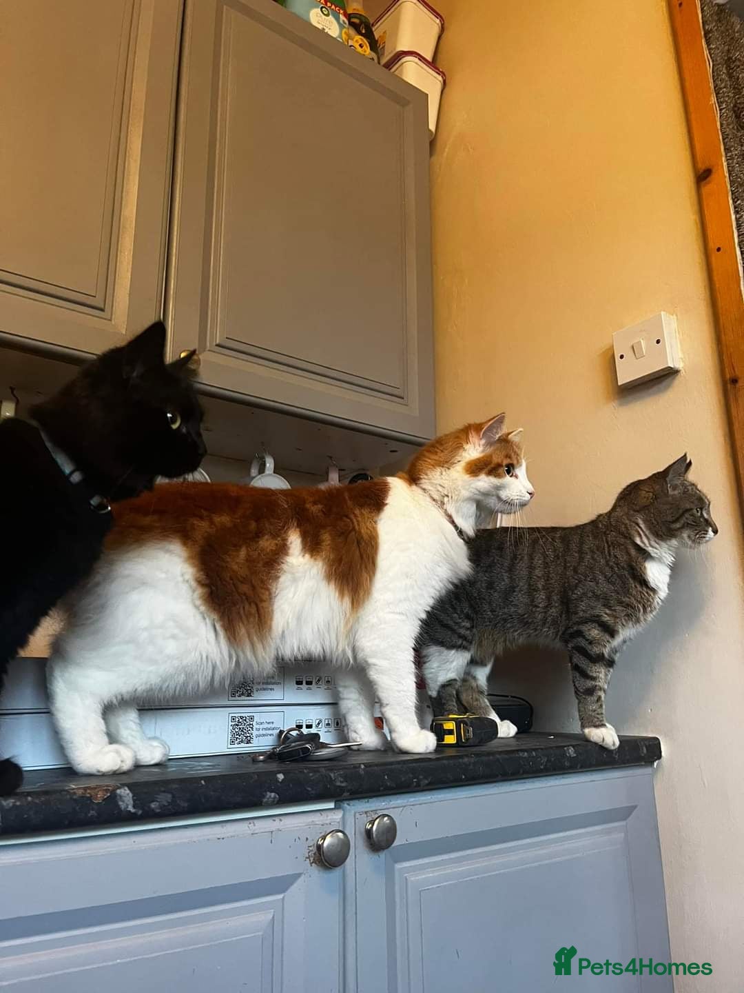 Mixed Breed cats for sale: Loving Home for a black fluffy cat - Image 9