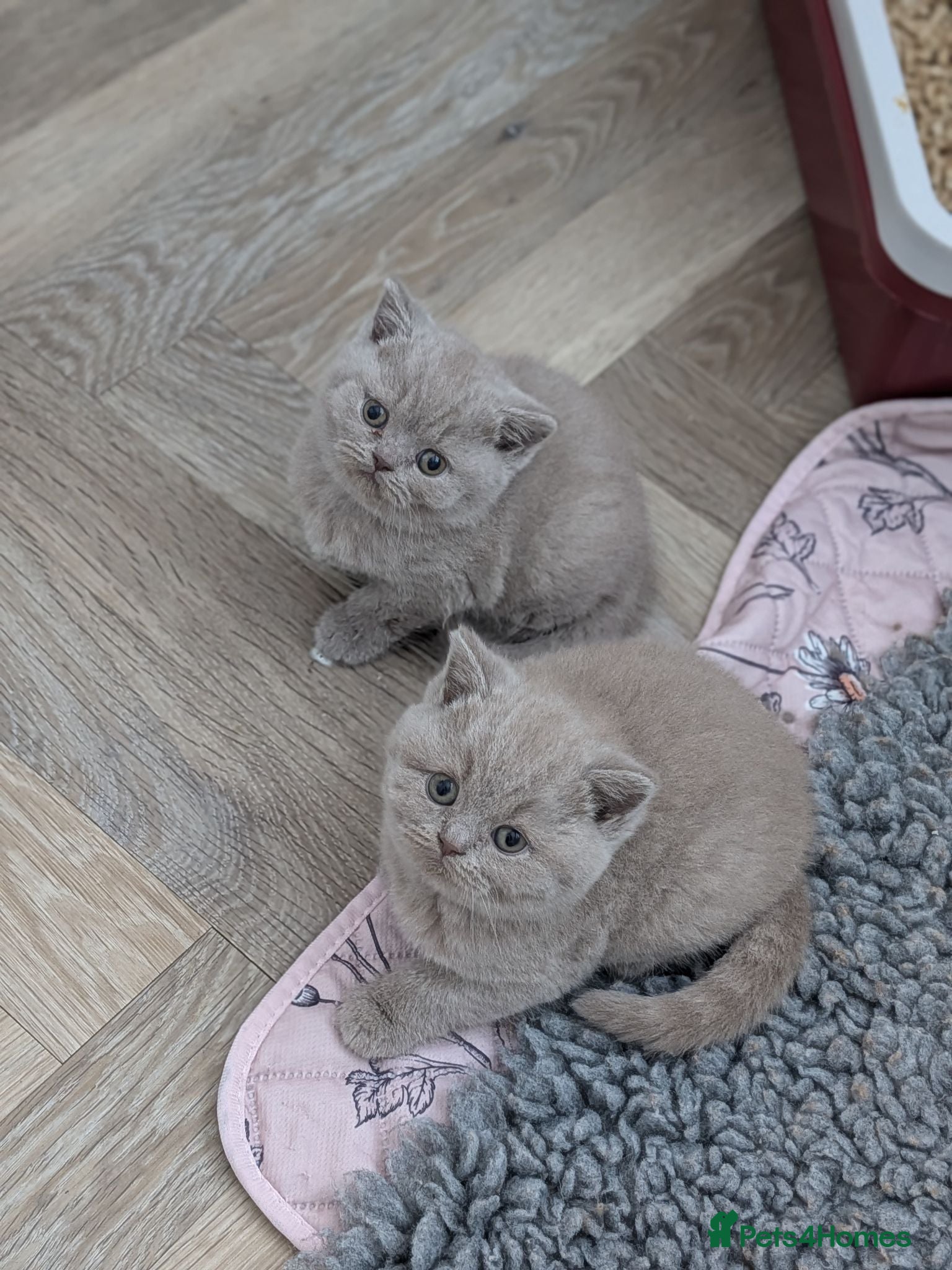 British Shorthair cats GCCF registered British Shorthair/ LH kittens  - Advert 2