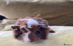 Guinea Pig rodents for sale: Two beautiful little brothers Brighton - Image 4