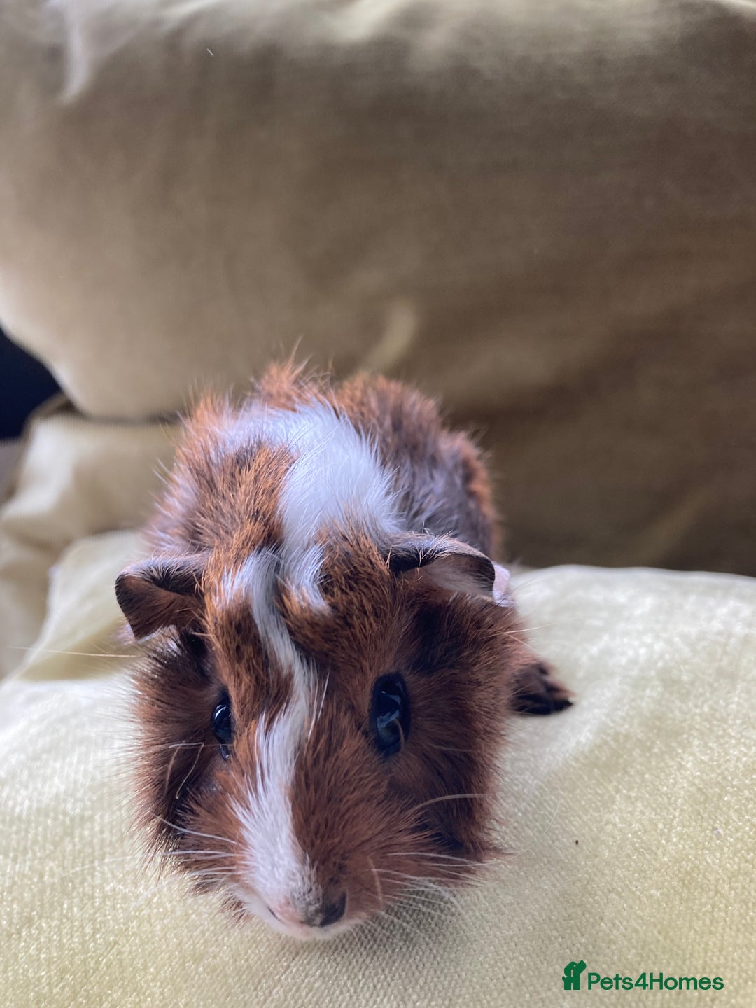 Guinea Pig rodents for sale: Two beautiful little brothers Brighton - Image 4