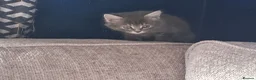 Mixed Breed cats for sale: 5 super fluffy female kittens - Advert 11
