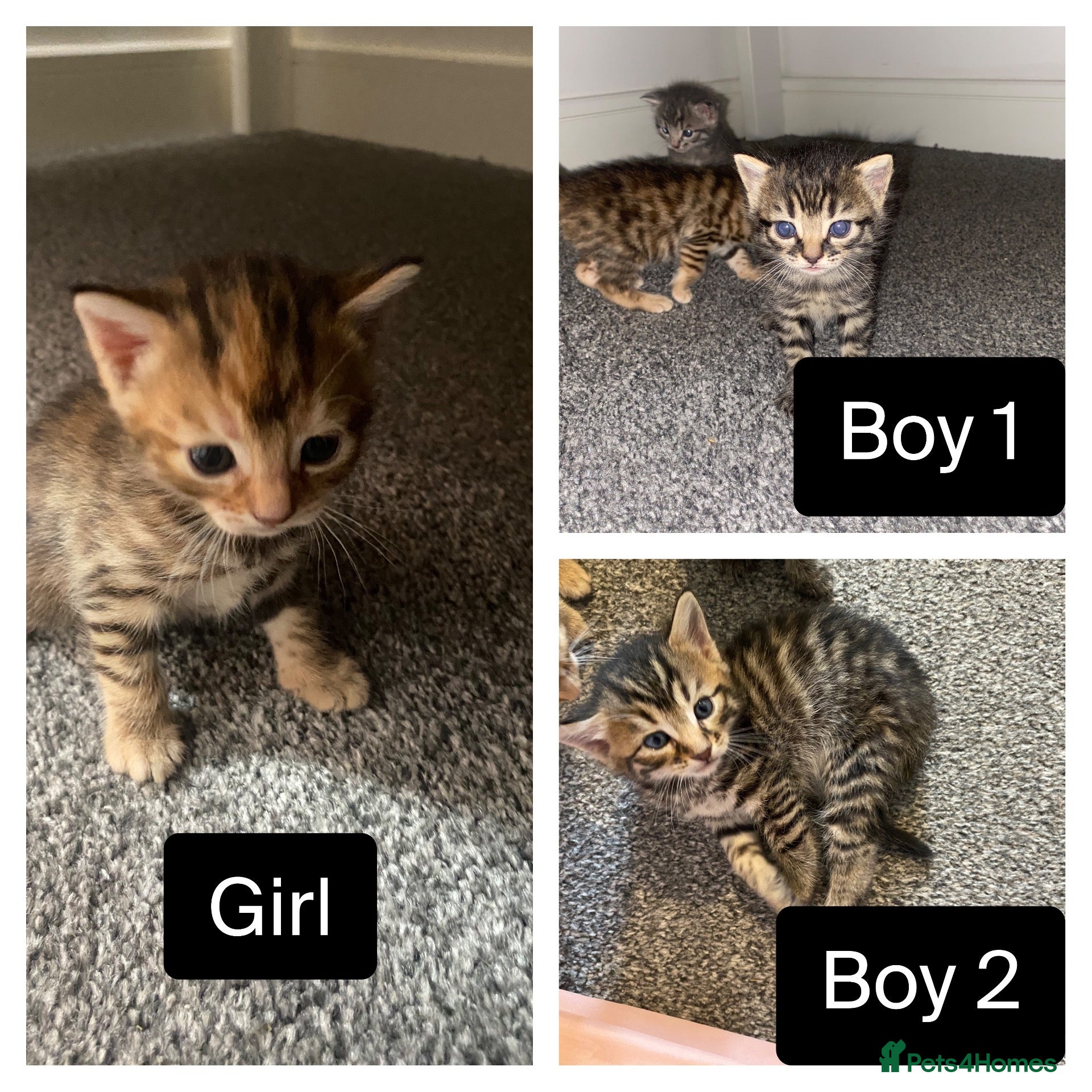 Bengal cats Bengal&Ginger Tabby mix  - Advert 13