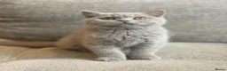British Shorthair cats for sale: GCCF Pedigree British Shorthair Lilac Boy - Advert 1