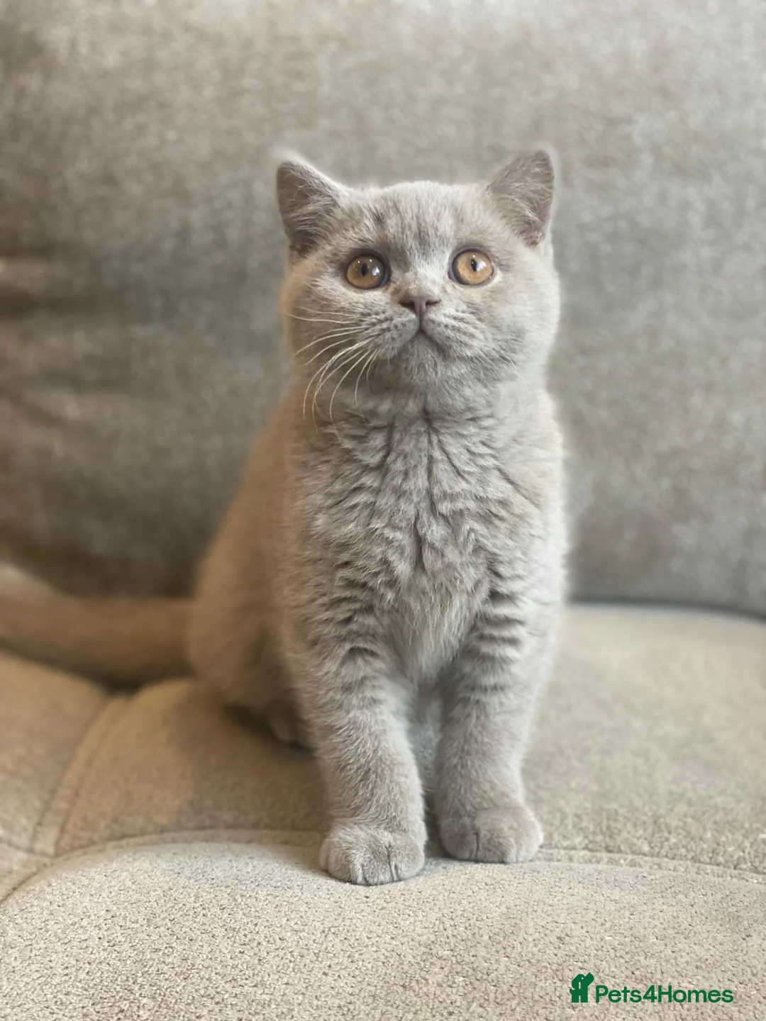 British Shorthair cats for sale: GCCF Pedigree British Shorthair Lilac Boy - Advert 1