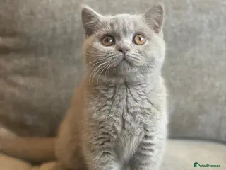 British Shorthair cats GCCF Pedigree British Shorthair Lilac Boy - Advert 1