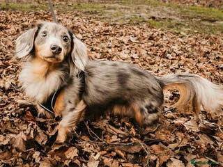 Miniature Dachshund dogs FOR STUD - Advert 11