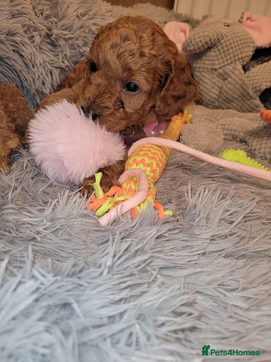 Cockapoo dogs for sale: Cockapoo puppies - Advert 13