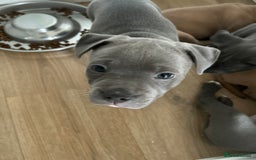 Staffordshire Bull Terrier dogs for sale: KC REG STAFFORDSHIRE BULL TERRIER PUPS - Image 6