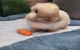 Mini Lion Lop rabbits for sale: Beautiful special little rabbit looking for home - Advert 6