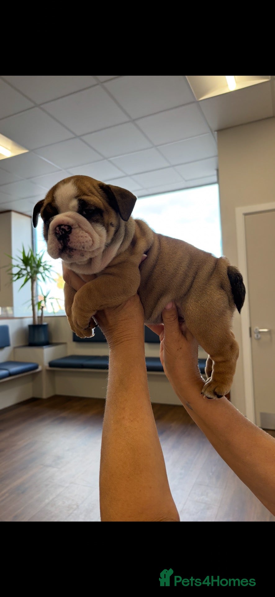 English Bulldog dogs BEAUTIFUL GIRL Traditional British bulldog  - Advert 1