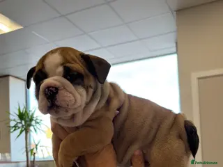 English Bulldog dogs BEAUTIFUL GIRL Traditional British bulldog - Advert 1