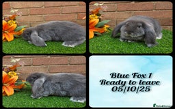French Lop rabbits for sale: Fully Pedigree French Lops - Image 5