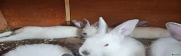 New Zealand rabbits for sale: New Zealand × Cali, Pure Cali & Rex Cross Rabbits - Advert 6