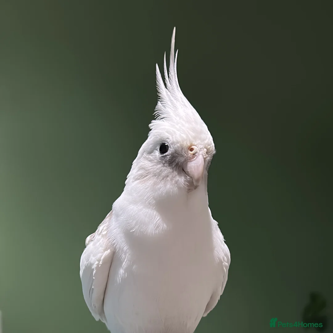 Cockatiels birds for sale: Two Loving Female Cockatiels for Rehoming - Advert 16