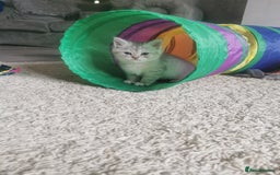 Persian cats for sale: Beautiful  silver shaded chinchilla Persian x bsh - Image 16