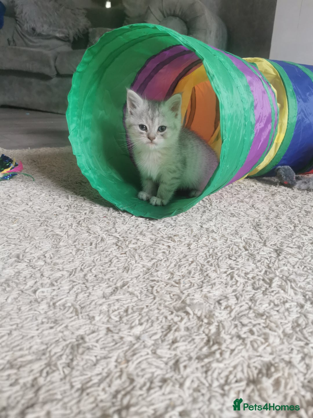 Persian cats for sale: Beautiful  silver shaded chinchilla Persian x bsh - Image 16