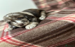 Cockapoo dogs for sale: stunning toy cockapoo  - Advert 17