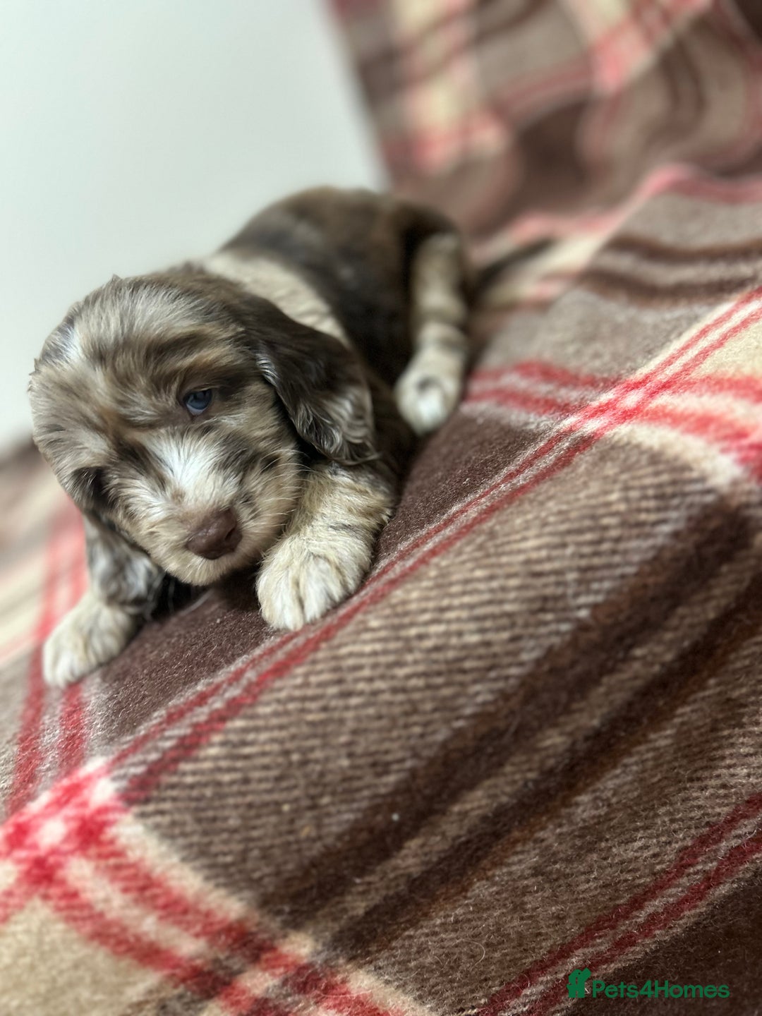 Cockapoo dogs for sale: stunning toy cockapoo  - Advert 17