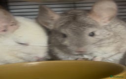 Chinchilla rodents for sale: 2 Female Chinchillas and Full set up!  - Image 29