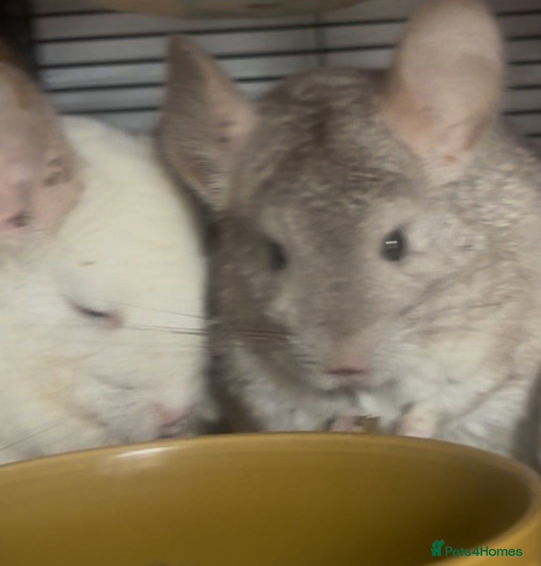 Chinchilla rodents for sale: 2 Female Chinchillas and Full set up!  - Image 29
