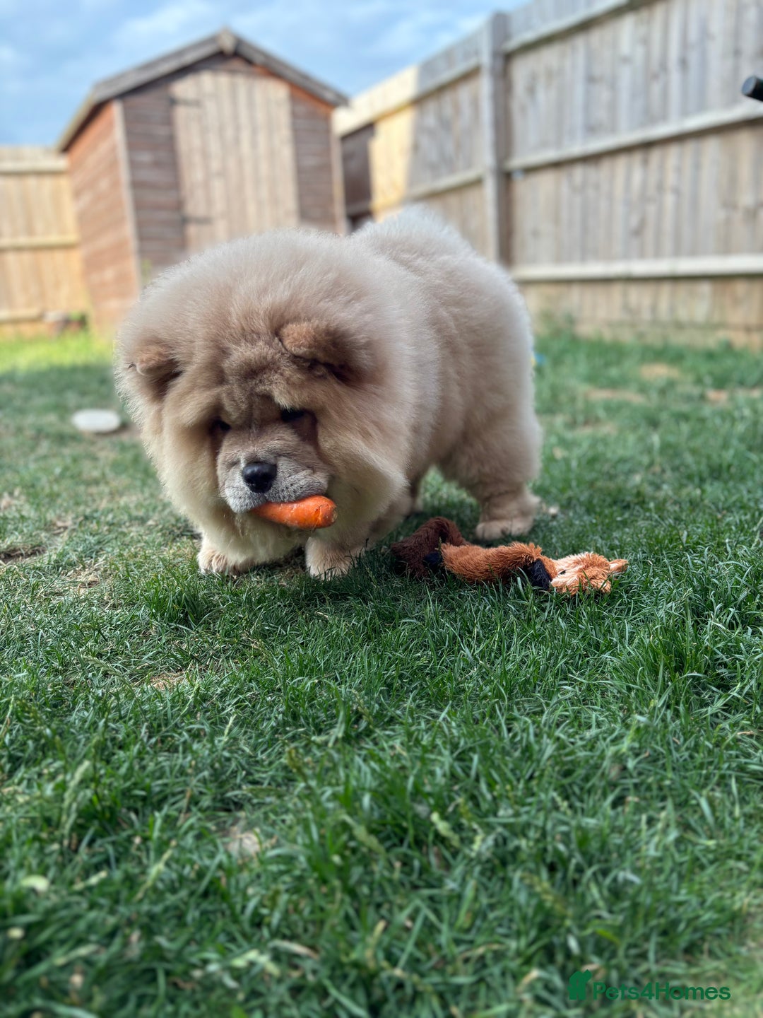 Chow Chow dogs for sale: Champion pedigree chow chow puppies in Northampton - Image 33