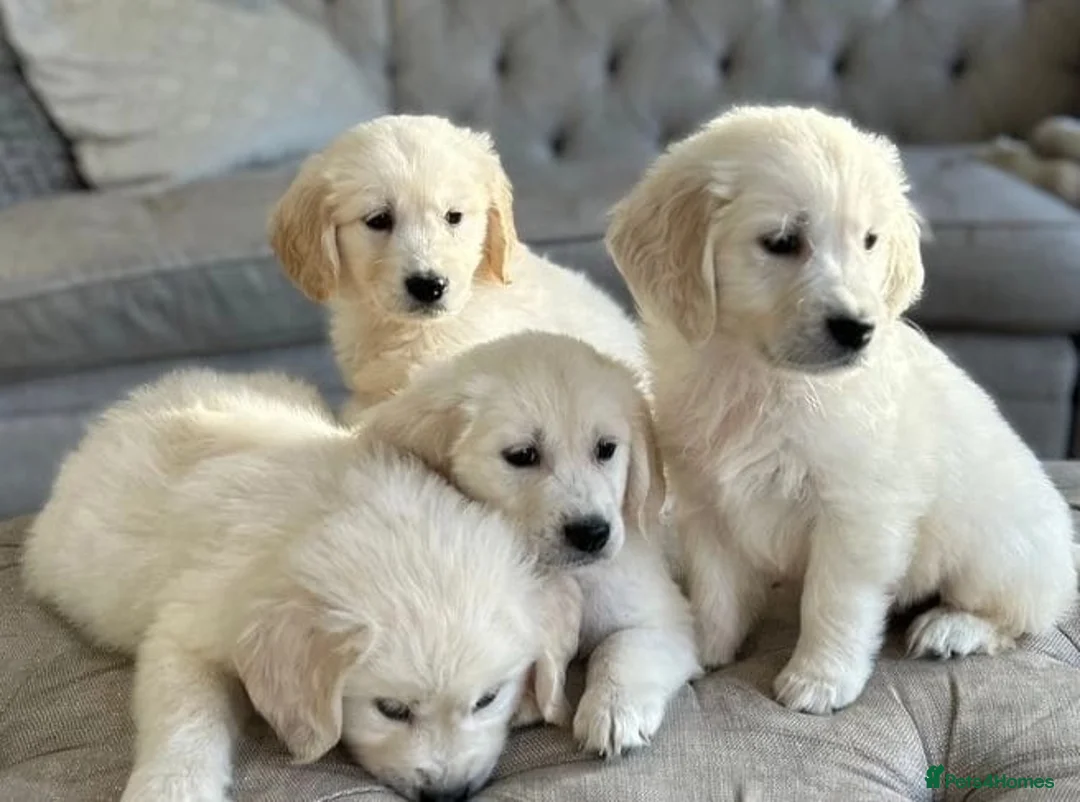 Golden Retriever dogs for sale: GOLDEN RETRIEVER PUPPIES DNA TESTED  in Manchester - Advert 1