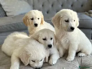 Golden Retriever dogs GOLDEN RETRIEVER PUPPIES DNA TESTED - Advert 15