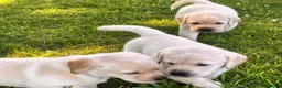 Labrador Retriever dogs for sale: Fabulous blonde Labrador puppies  - Advert 8