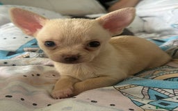 Chihuahua dogs for sale: Beautiful Chihuahua puppies - Image 3