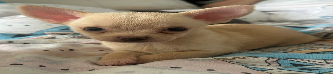 Chihuahua Puppy 4