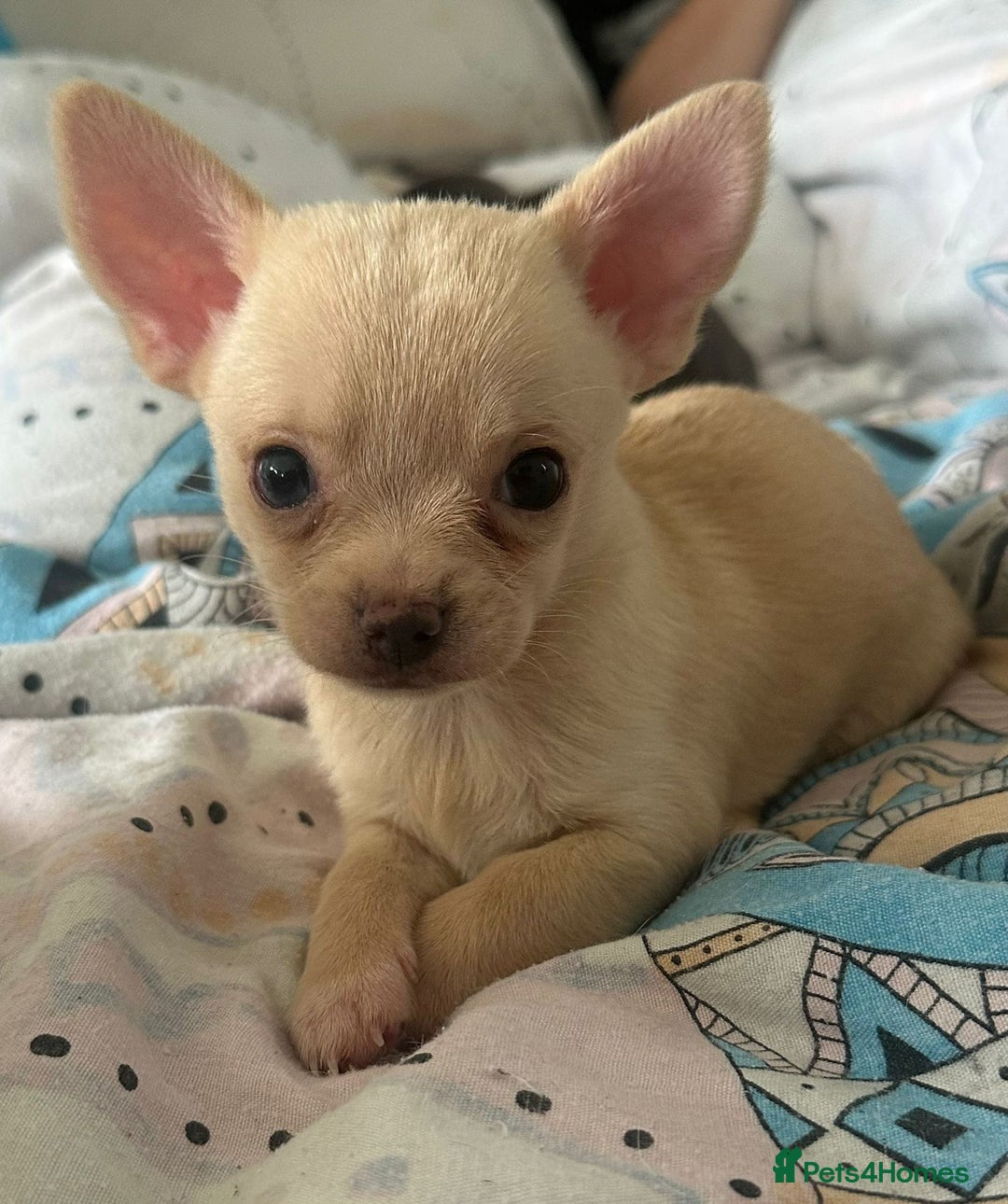 Chihuahua dogs for sale: Beautiful Chihuahua puppies - Image 3