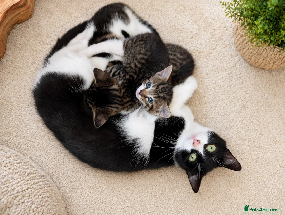 Mixed Breed cats for sale: 🐾 Adorable Kittens Looking for Loving Homes - Advert 2