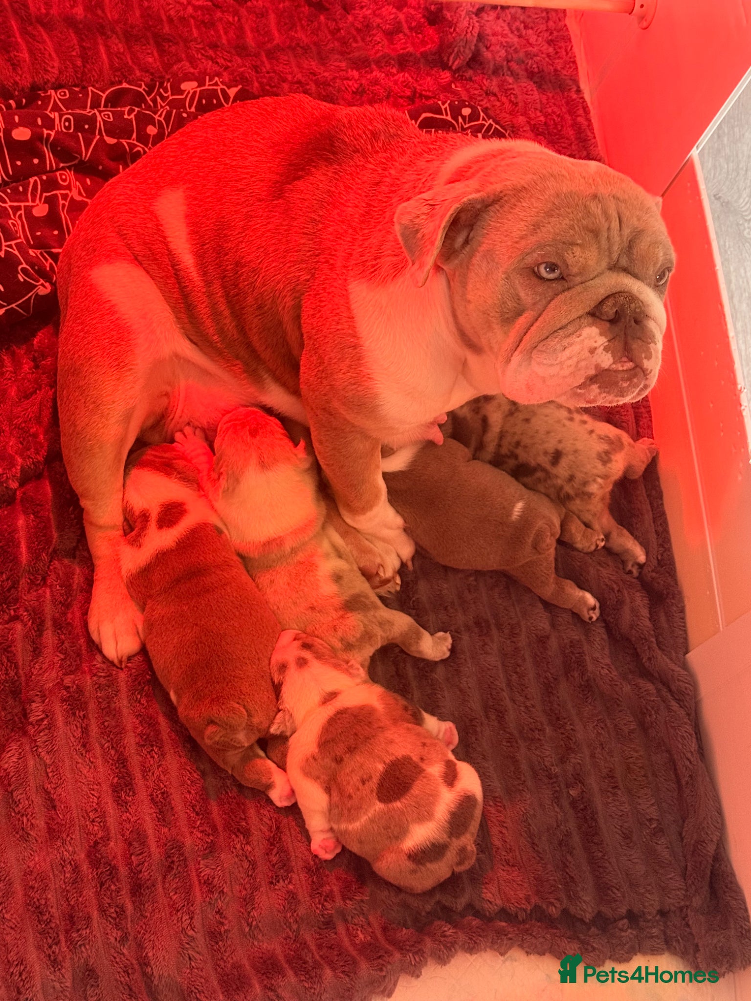 English Bulldog dogs for sale: English Bulldogs Pups for Sale  - Advert 5
