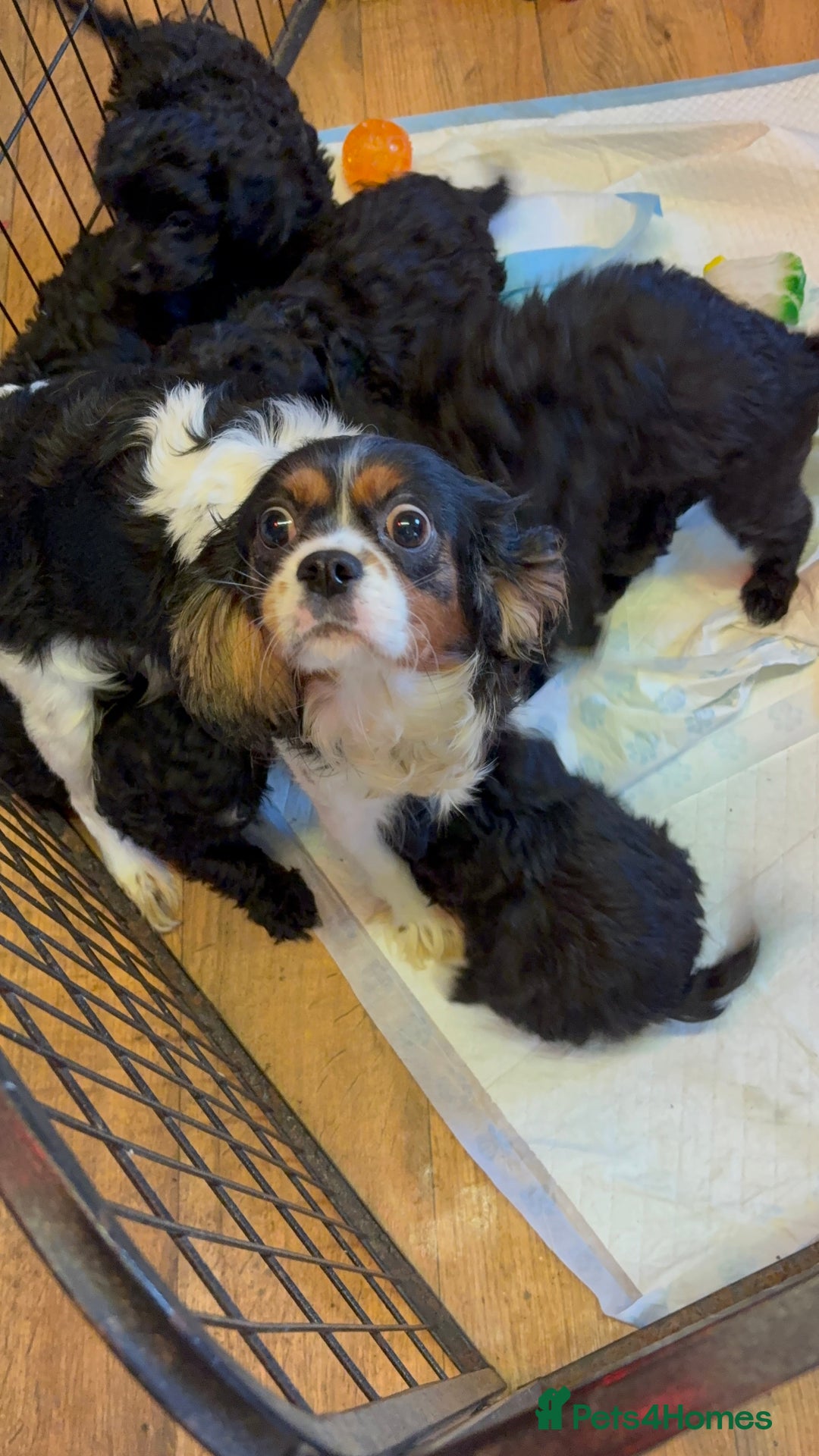 Cavapoo dogs for sale: F1 cavapoo  - Advert 19