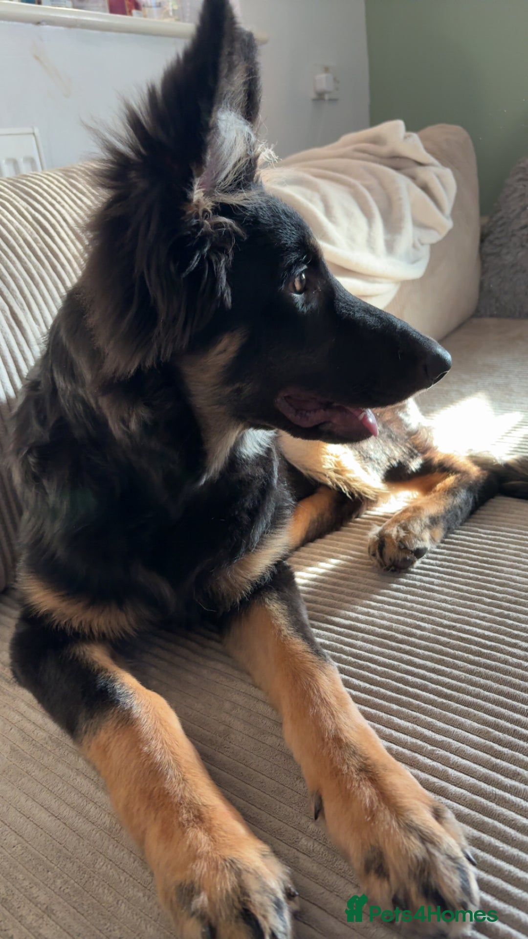 German Shepherd dogs for sale: German Shepard  - Advert 1