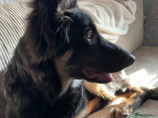 German Shepherd dogs German Shepard - Advert 1