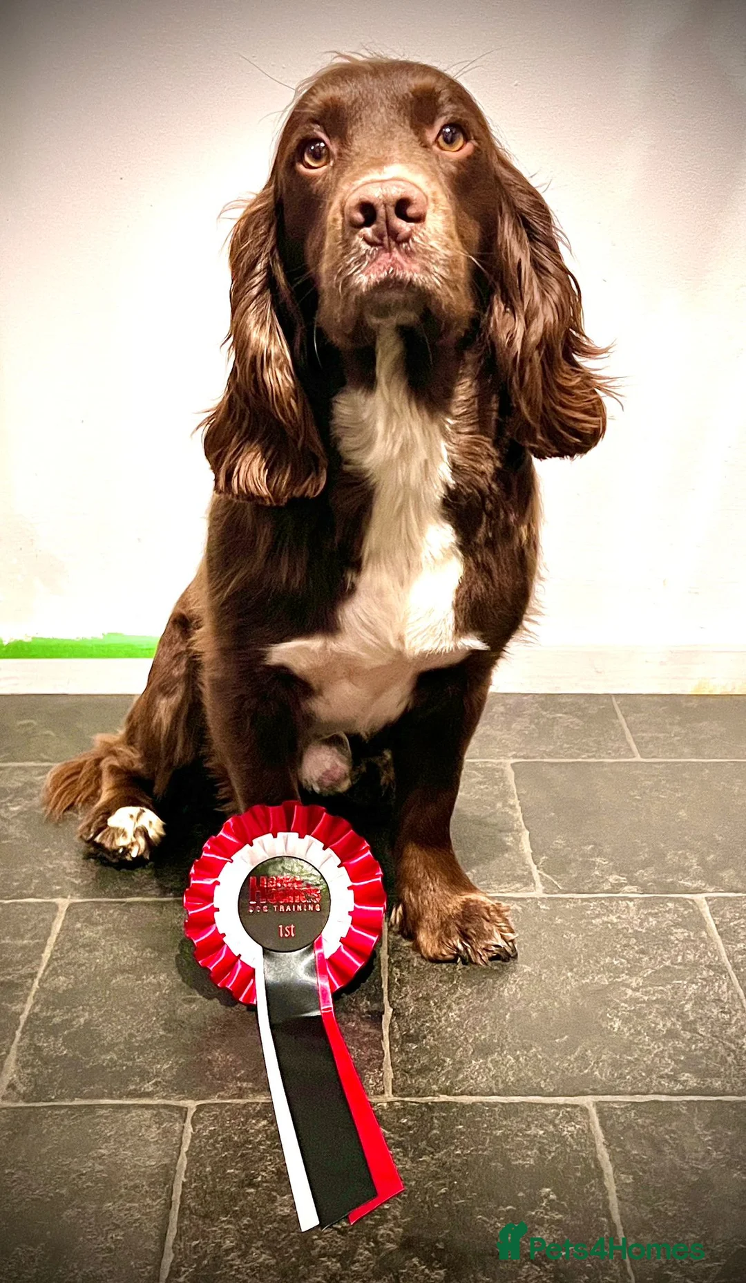 Sprocker dogs for sale: Sprocker Spaniel Puppies *ONLY 3 LEFT* Ready soon! - Advert 10