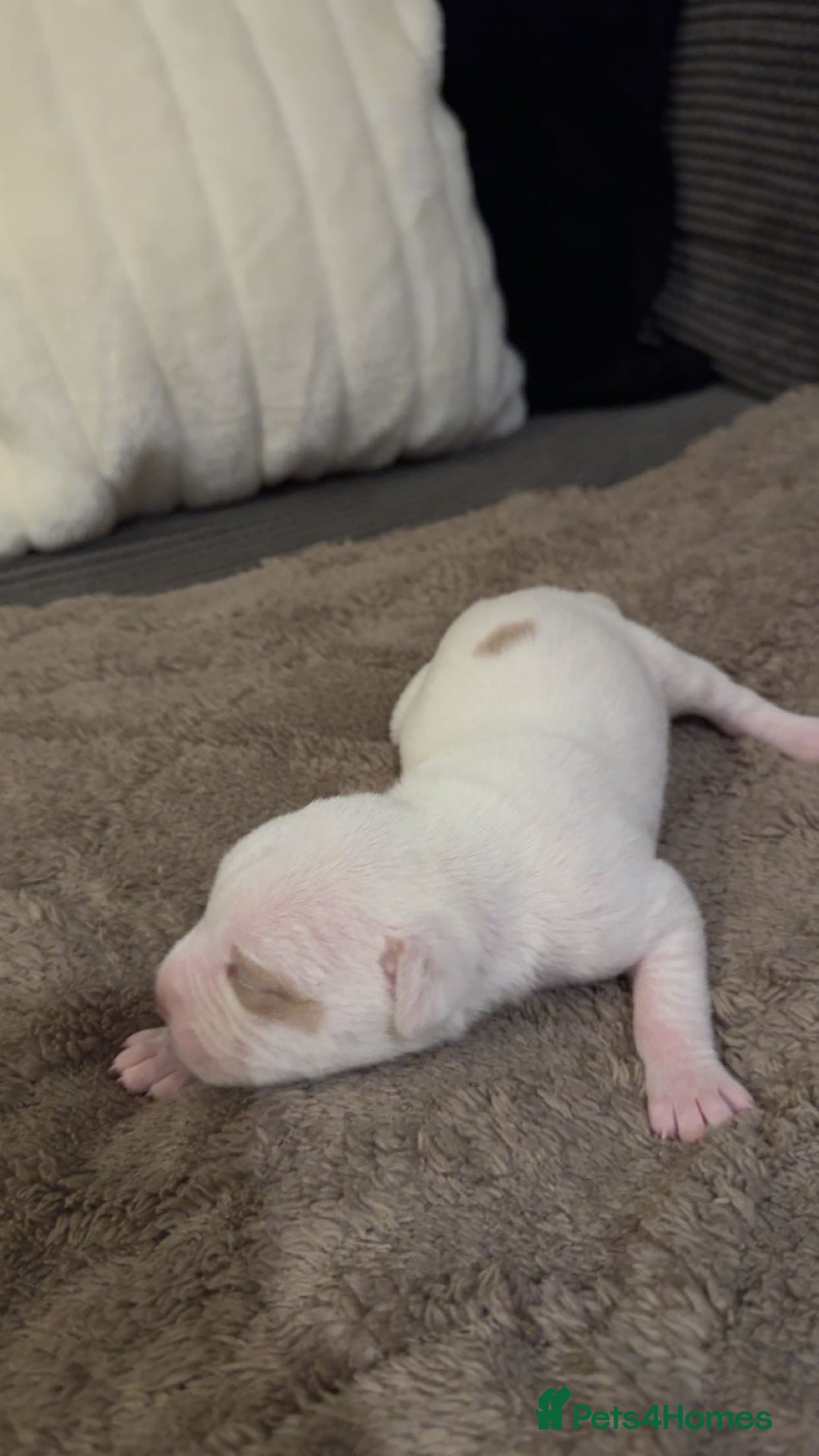 Mixed Breed dogs for sale: Staffy x shar pei female pups 3 - Image 16