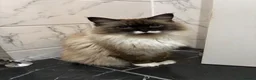 Ragdoll cats for sale: 2x RagdollxPersian Pairs in Mansfield - Advert 21