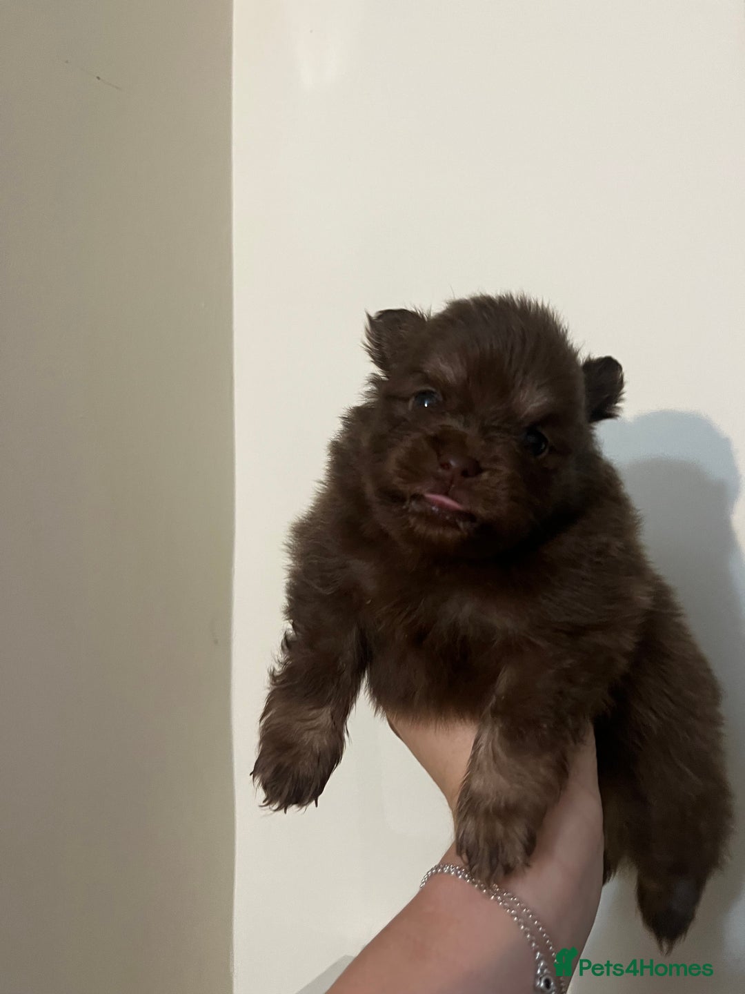 Pomeranian dogs for sale: Fluffy Pomeranian puppy’s MERLE & CHOCOLATE - Advert 26